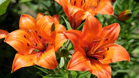 Tiger Lily .